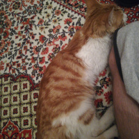 Sarman, Kedi Konulmadı fotoğrafı