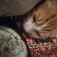 Sarman, Kedi Konulmadı fotoğrafı