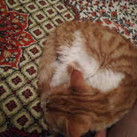 Sarman, Kedi Konulmadı fotoğrafı