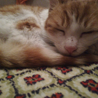 Sarman, Kedi Konulmadı fotoğrafı