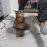 Tekir Kedi, Kedi Biber fotoğrafı