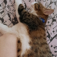 Tekir Kedi, Kedi Behlül fotoğrafı