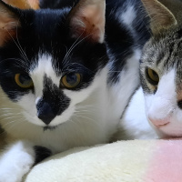 Tekir Kedi, Kedi Behlül fotoğrafı