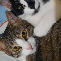 Tekir Kedi, Kedi Behlül fotoğrafı