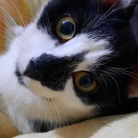 Tuxedo (Smokin) Kedi, Kedi İnci fotoğrafı