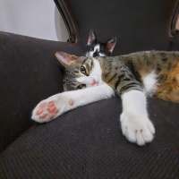 Tuxedo (Smokin) Kedi, Kedi İnci fotoğrafı