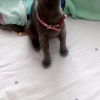 Mavi Rus, Kedi Selfi fotoğrafı