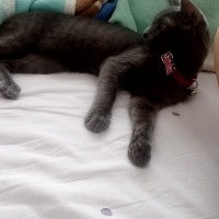 Mavi Rus, Kedi Selfi fotoğrafı