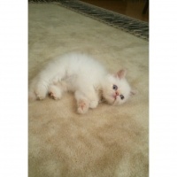 İran Kedisi (Persian), Kedi MOZART fotoğrafı