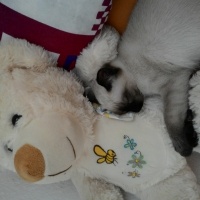 Siyam Kedisi, Kedi Ege fotoğrafı