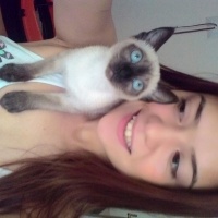 Siyam Kedisi, Kedi Ege fotoğrafı