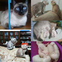 Siyam Kedisi, Kedi Ege fotoğrafı