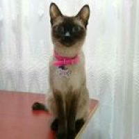 Siyam Kedisi, Kedi Ege fotoğrafı