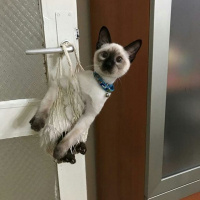 Siyam Kedisi, Kedi Ege fotoğrafı