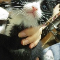 Tekir Kedi, Kedi pıtır fotoğrafı