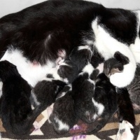 Tekir Kedi, Kedi pıtır fotoğrafı