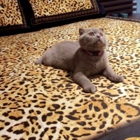 Scottish Fold, Kedi Maya fotoğrafı