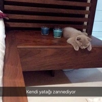 Scottish Fold, Kedi Maya fotoğrafı