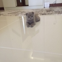 Scottish Fold, Kedi Maya fotoğrafı