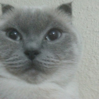 Scottish Fold, Kedi Lokum fotoğrafı