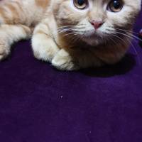 British Shorthair, Kedi Makiş fotoğrafı