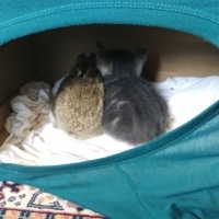 Tekir Kedi, Kedi üzüm fotoğrafı