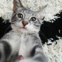 Tekir Kedi, Kedi üzüm fotoğrafı