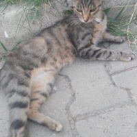 Tekir Kedi, Kedi üzüm fotoğrafı