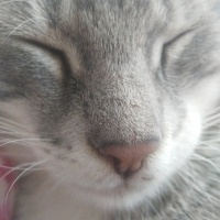 Tekir Kedi, Kedi üzüm fotoğrafı