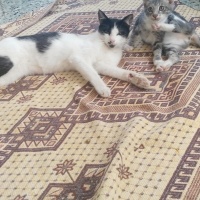 Tekir Kedi, Kedi üzüm fotoğrafı