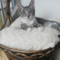 Tekir Kedi, Kedi üzüm fotoğrafı