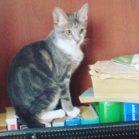 Tekir Kedi, Kedi üzüm fotoğrafı