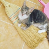 Tekir Kedi, Kedi üzüm fotoğrafı