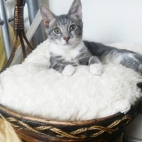 Tekir Kedi, Kedi üzüm fotoğrafı