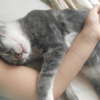 Tekir Kedi, Kedi üzüm fotoğrafı