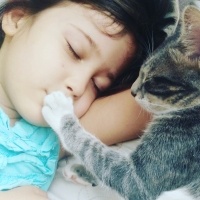 Tekir Kedi, Kedi üzüm fotoğrafı