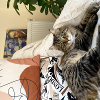 Norwegian Forest, Kedi Ceku fotoğrafı