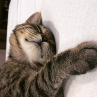 Tekir Kedi, Kedi Kleo fotoğrafı