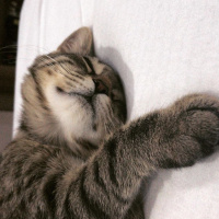 Tekir Kedi, Kedi Kleo fotoğrafı