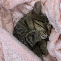 Tekir Kedi, Kedi Kleo fotoğrafı