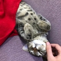 Tekir Kedi, Kedi Kleo fotoğrafı