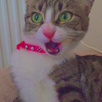 Tekir Kedi, Kedi Beemo fotoğrafı