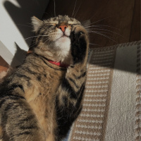 Tekir Kedi, Kedi Sheyera fotoğrafı