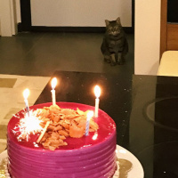 Tekir Kedi, Kedi Sheyera fotoğrafı