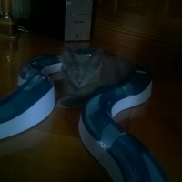 British Shorthair, Kedi Malachai fotoğrafı