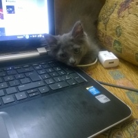 British Shorthair, Kedi Malachai fotoğrafı