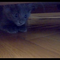 British Shorthair, Kedi Malachai fotoğrafı