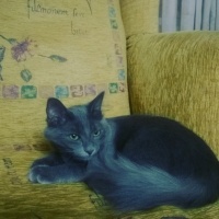 British Shorthair, Kedi Malachai fotoğrafı