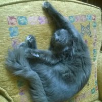 British Shorthair, Kedi Malachai fotoğrafı