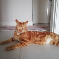 Sarman, Kedi Mişa Barbuş fotoğrafı